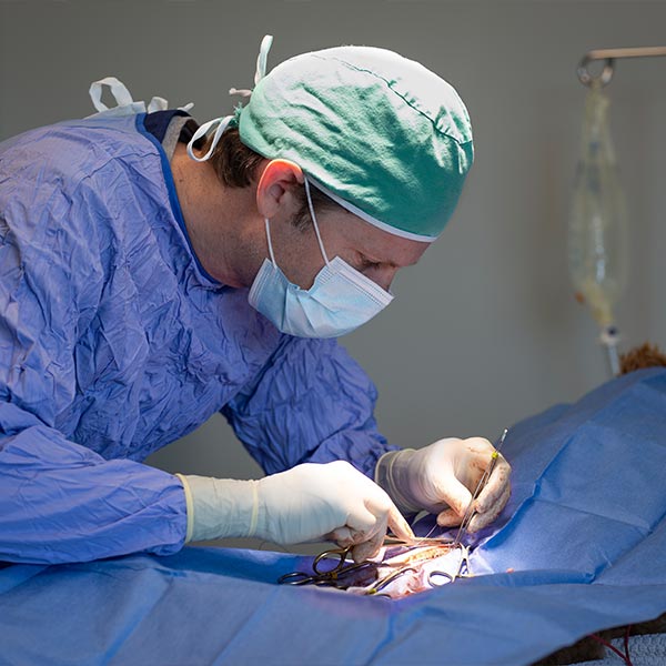 Veterinary Surgical care in Charlotte North Carolina