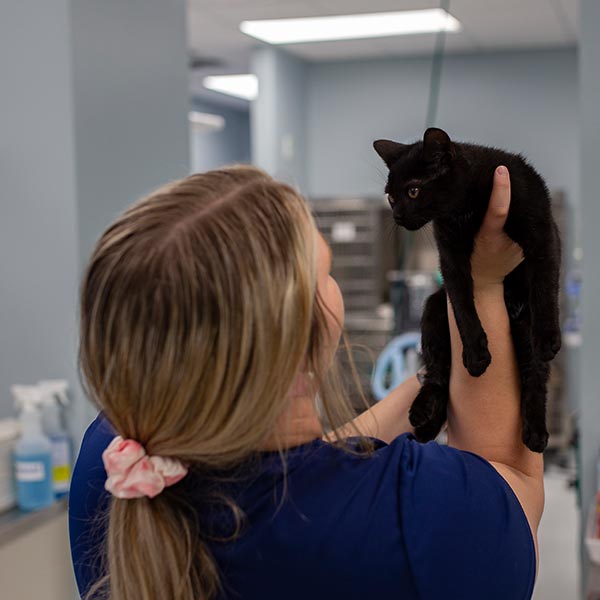 Contact Brookdale Animal Hospital | Veterinarian in Charlotte, NC