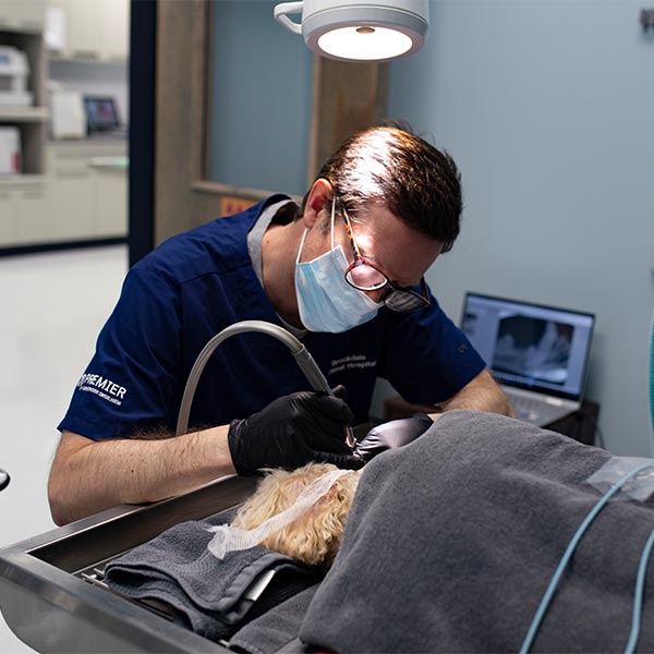 Pet Services at Brookdale Animal Hospital in Charlotte, NC