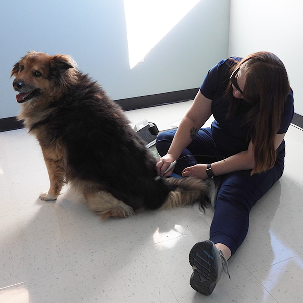 Laser Therapy for Pets in Charlotte, NC